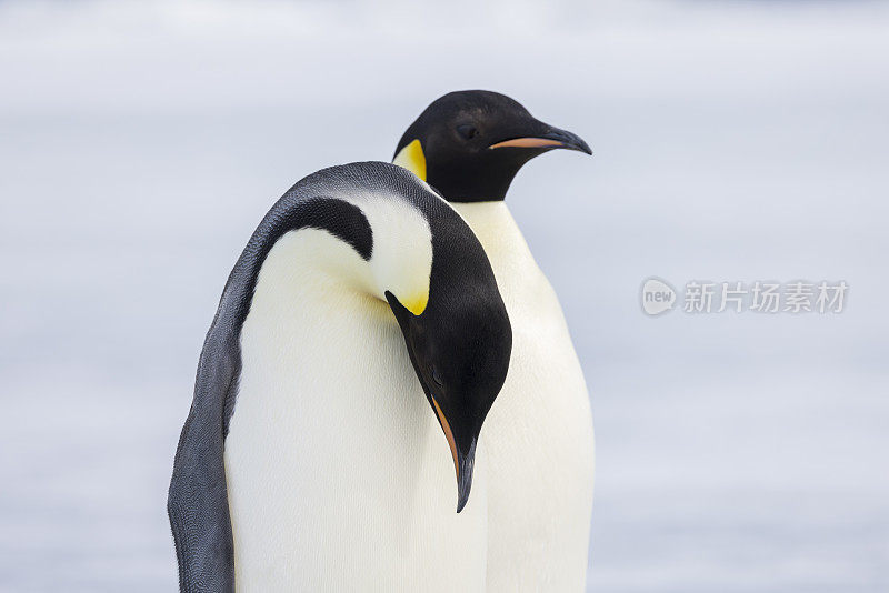 帝企鹅(Aptenodytes forsteri)，在南极半岛威德尔海的坚冰上。